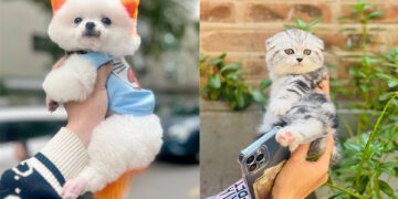 Mập Pet House: “Địa chỉ chăm sóc thú cưng uy tín, đáng tin cậy”