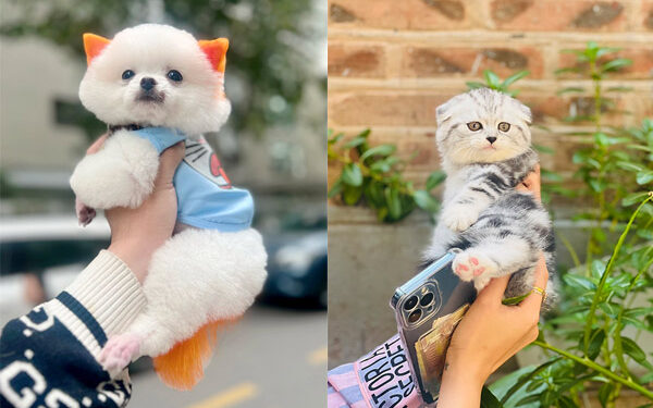 Mập Pet House: “Địa chỉ chăm sóc thú cưng uy tín, đáng tin cậy”