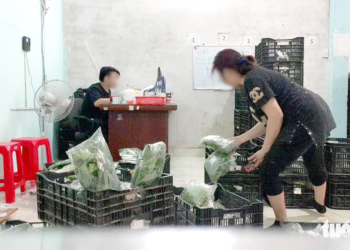 Phanh phui rau VietGAP ‘dỏm’ để bữa ăn an toàn hơn