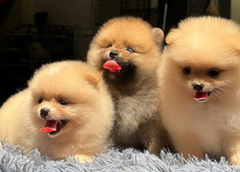 Muốn mua thú cưng uy tín, chất lượng – hãy đến với Mập Pet House