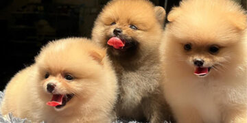 Muốn mua thú cưng uy tín, chất lượng – hãy đến với Mập Pet House