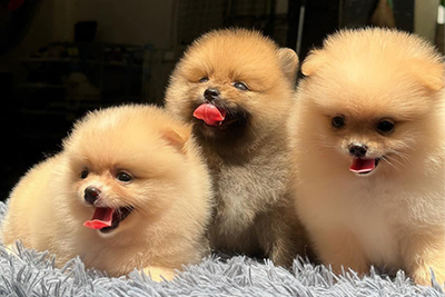 Muốn mua thú cưng uy tín, chất lượng – hãy đến với Mập Pet House